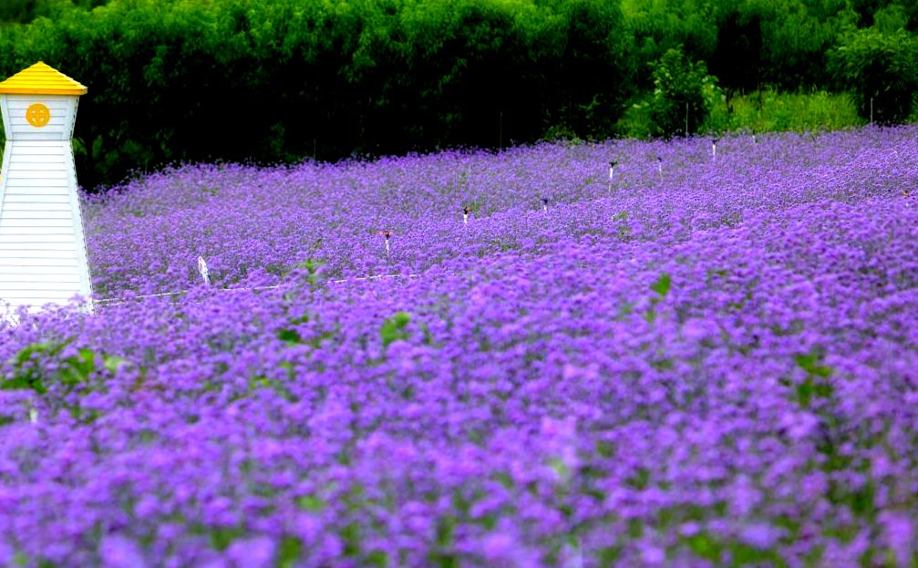 贵阳这片浪漫唯美的紫色花海绽放 你确定不来温暖自己 资讯咖