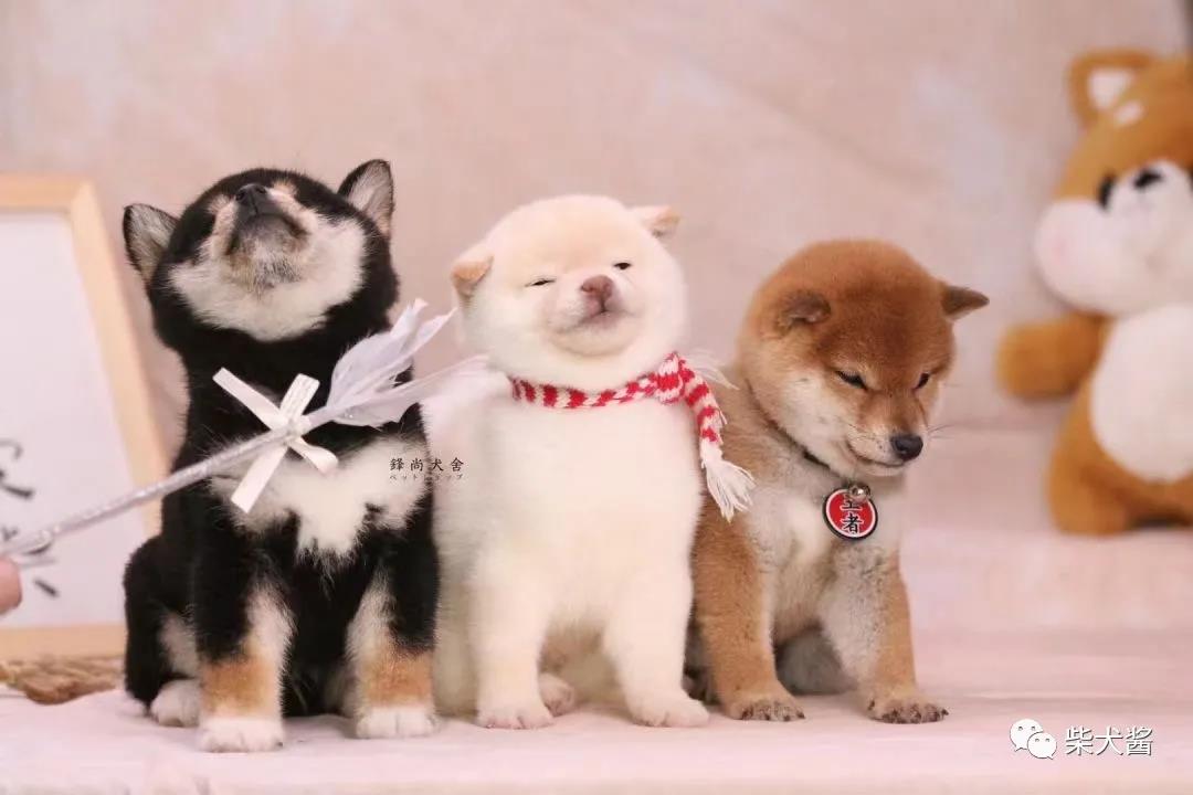 豆柴是柴犬嗎 和柴犬有什麼區別 柴犬百科 Mdeditor