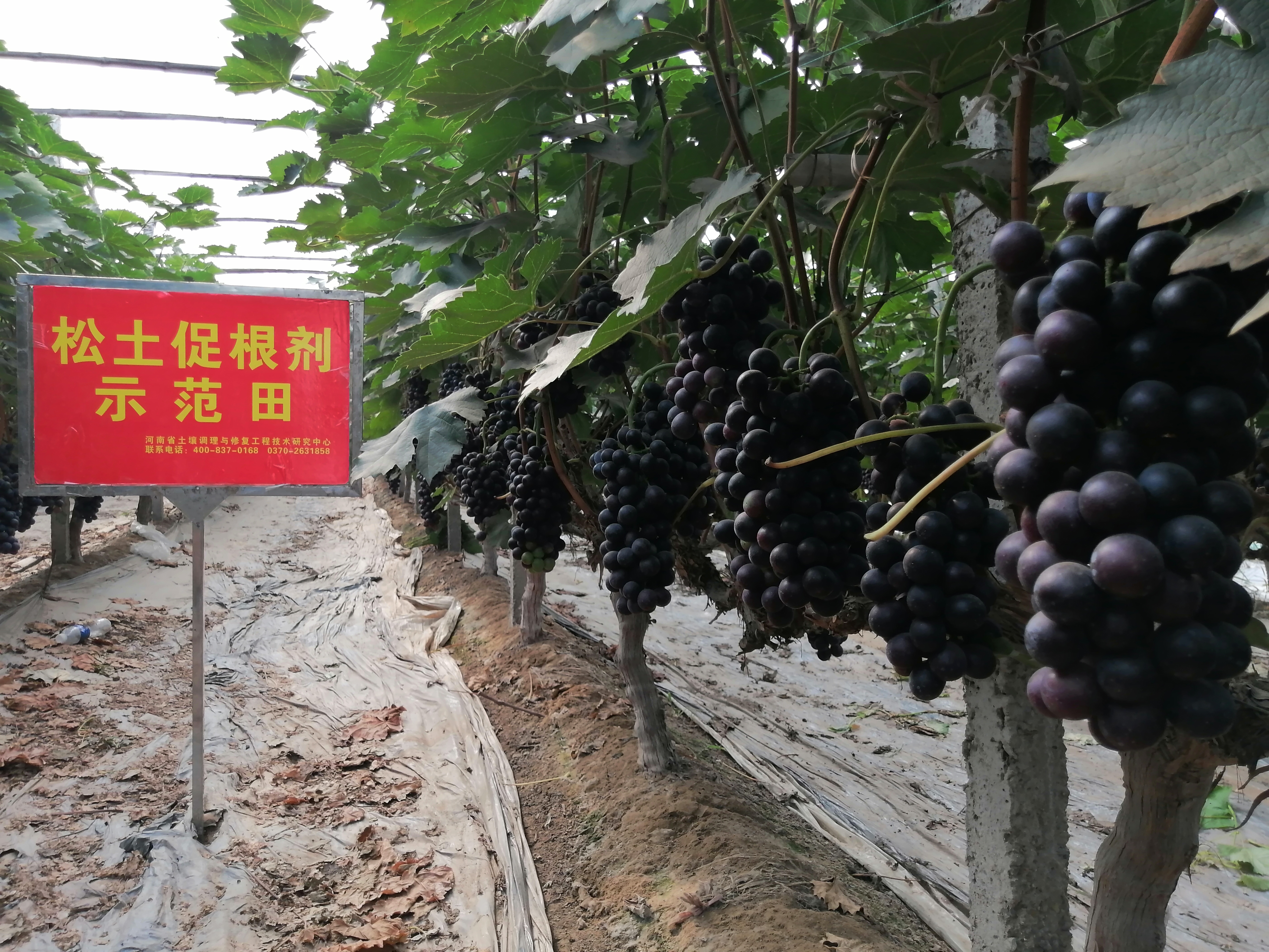 搞農(nóng)業(yè)種植，一定要學(xué)會向科學(xué)技術(shù)要產(chǎn)量