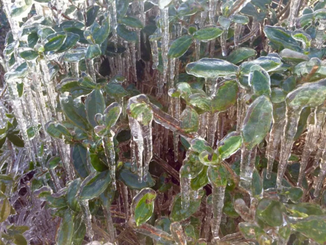 元旦三天去哪玩？来同安军营村等一场属于厦门的冰天雪地