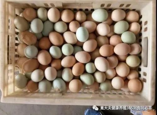 鸡蛋卖出“白菜价”，为什么跌这么狠？