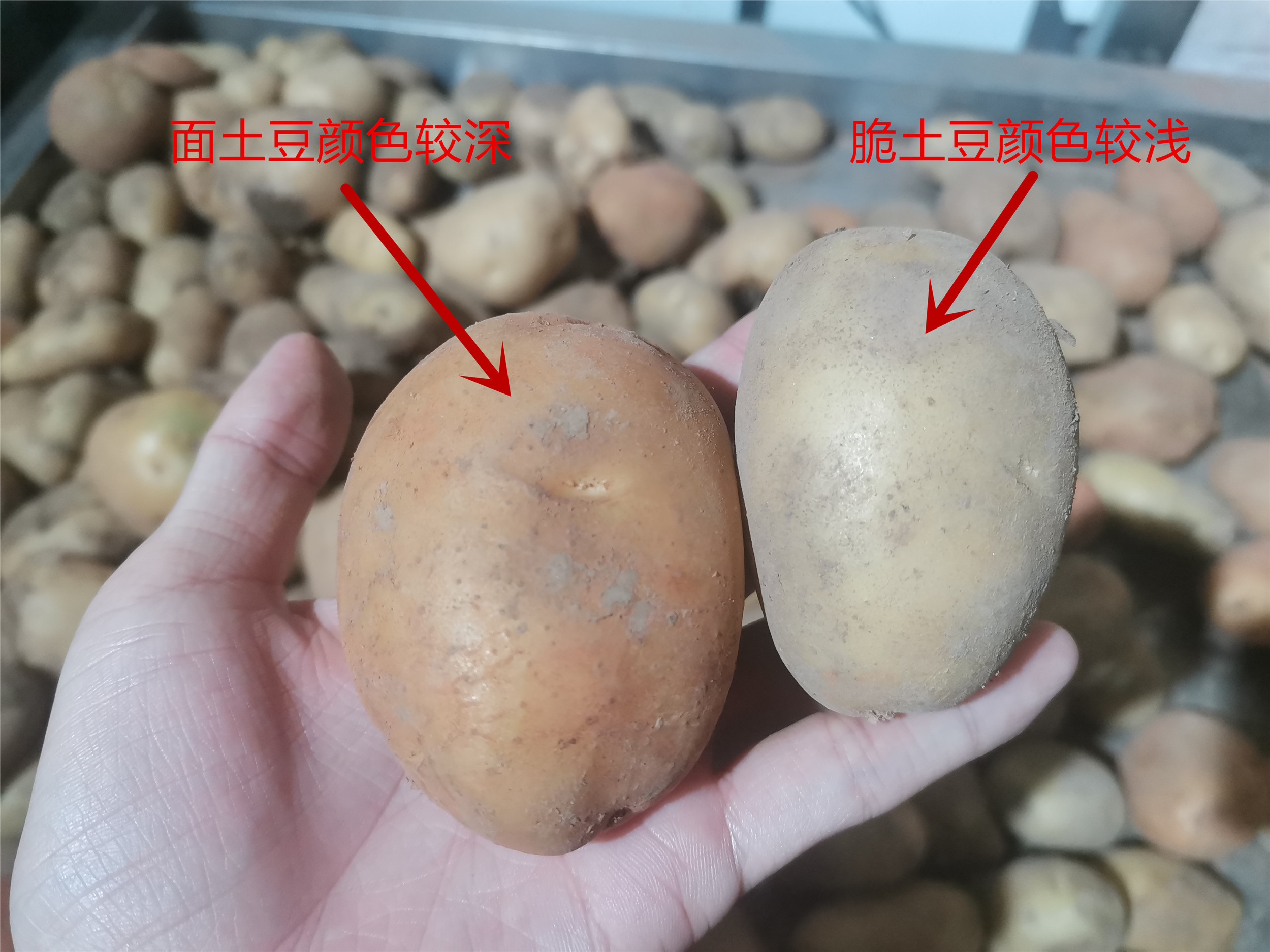 買土豆，分清“面土豆”和“脆土豆”，燉和炒用的不一樣，別搞錯(cuò)
