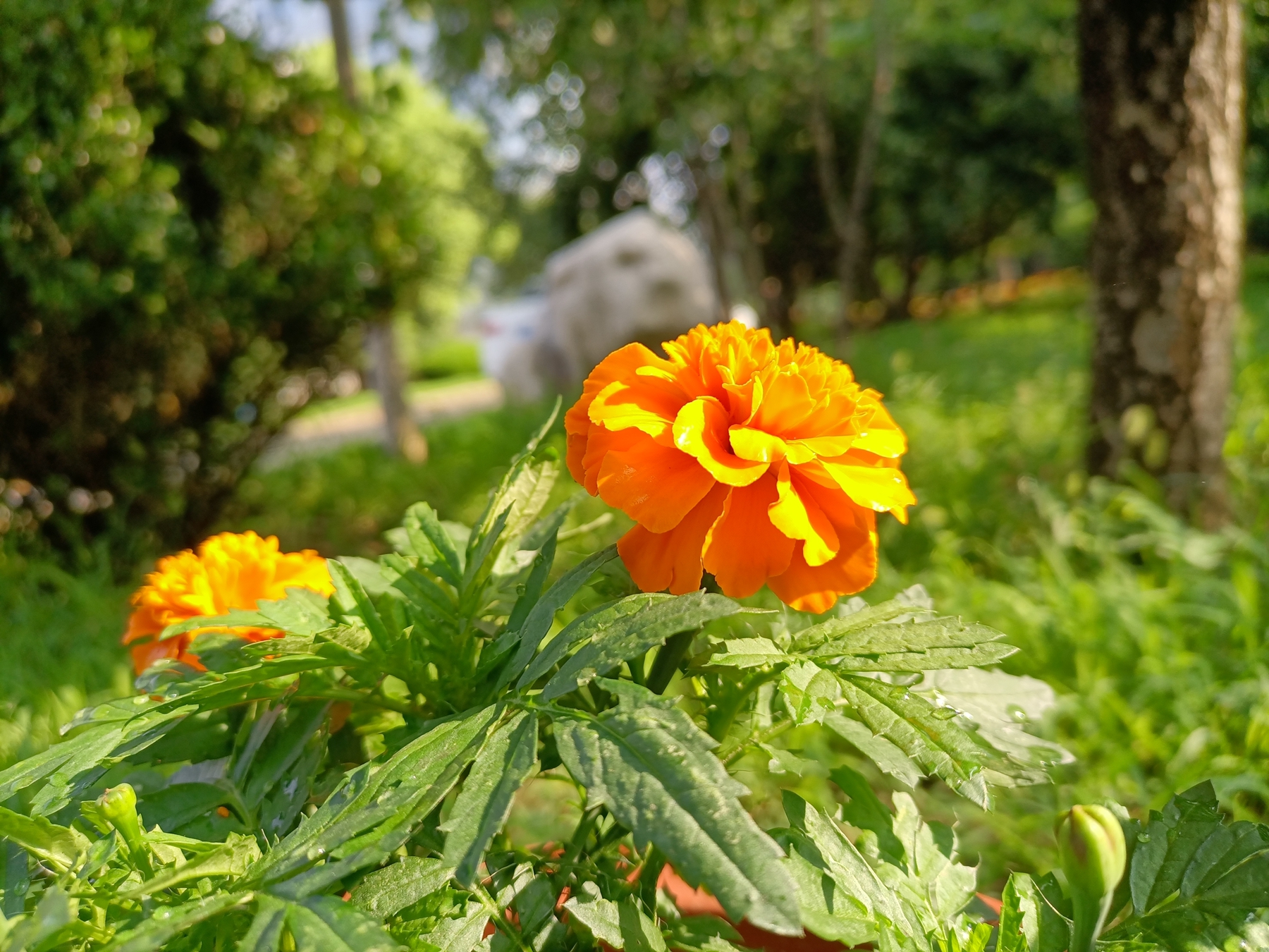 千元5G荣耀30青春版综合体验——换芯的青春依然别致