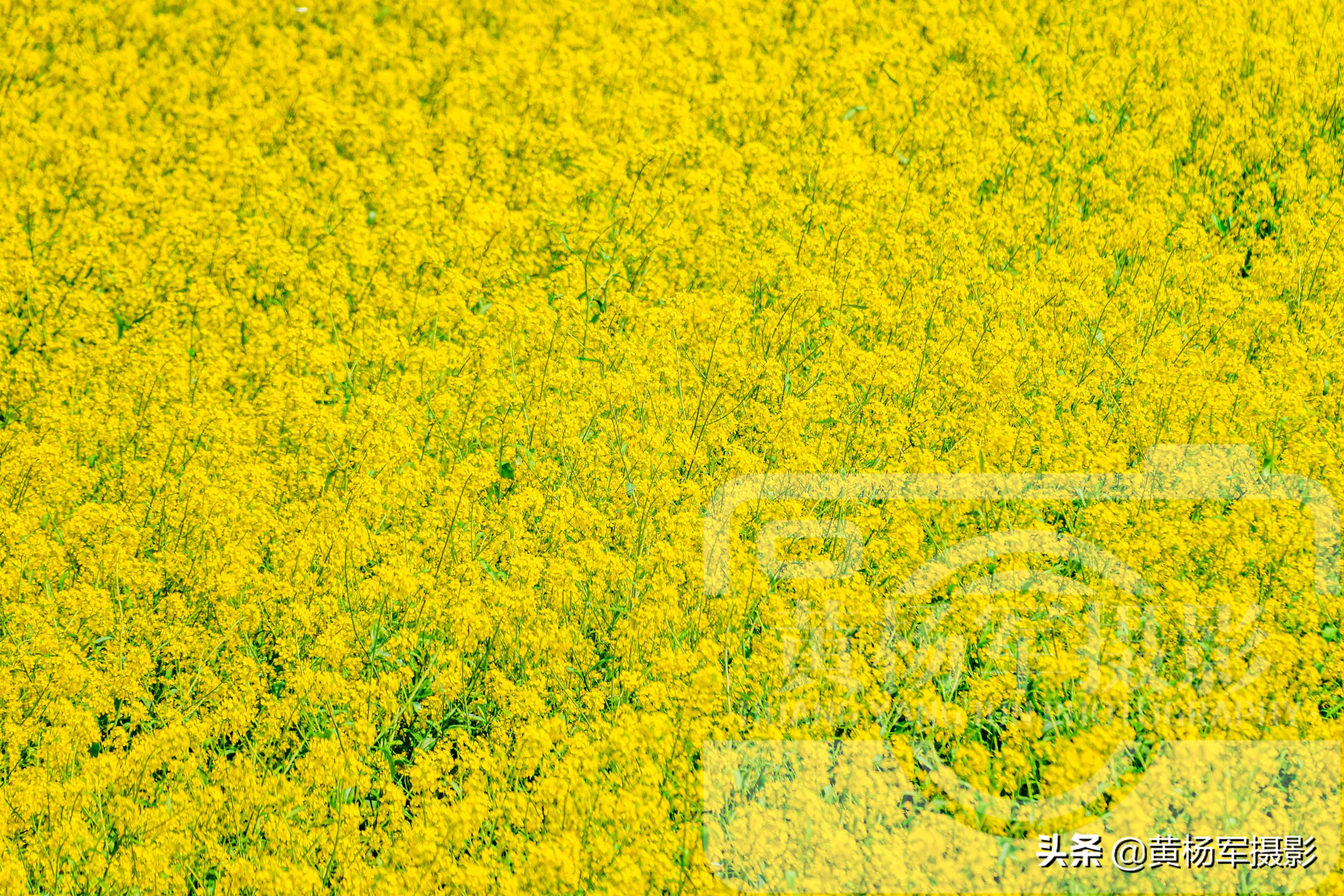 6park Com 二月里油菜花怒放的美 金黄娇艳的花朵非常漂亮 醉美的乡村春色