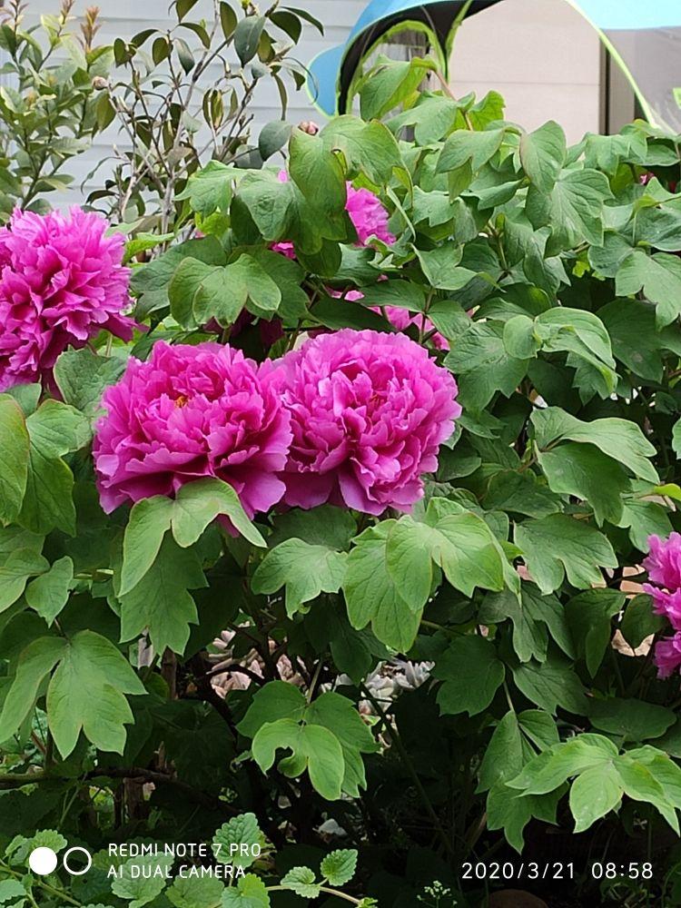 关于国花 牡丹派 和 梅花派 有话说 你觉得哪个合适 资讯咖