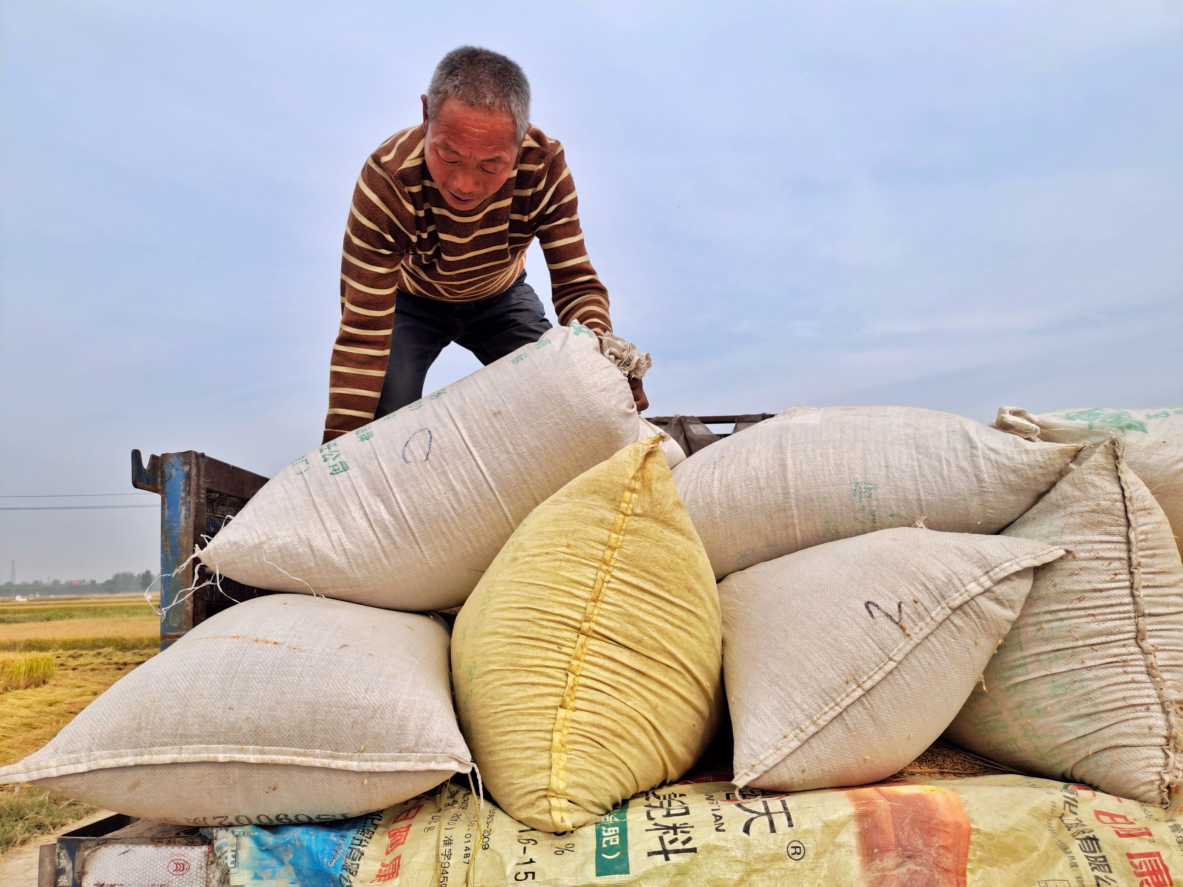 稻花飘香|【段双奇摄影作品】深秋时节看稻花飘香