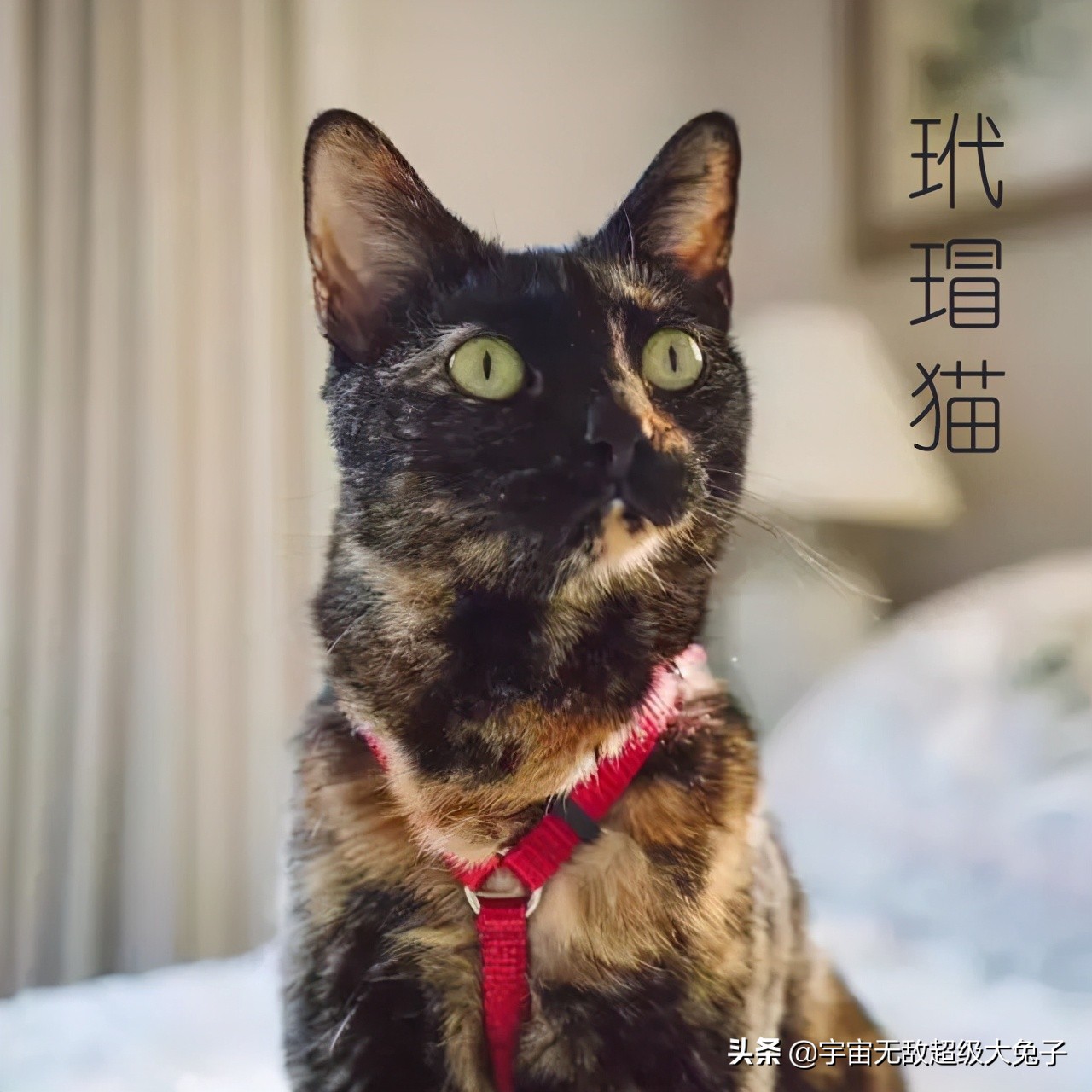 三花猫vs玳瑁猫 都是黑白橘混色 玳瑁猫混出丑萌效果 资讯咖
