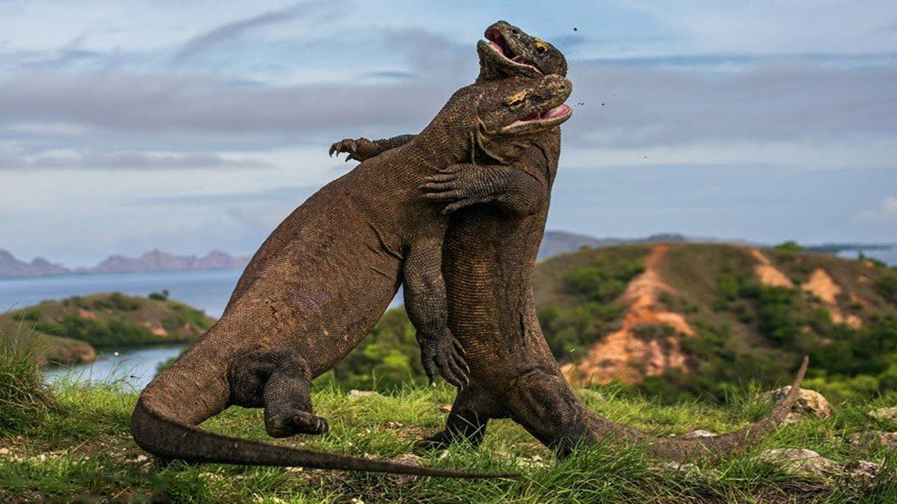 13种未灭绝的史前动物(史前爬行动物)-图1