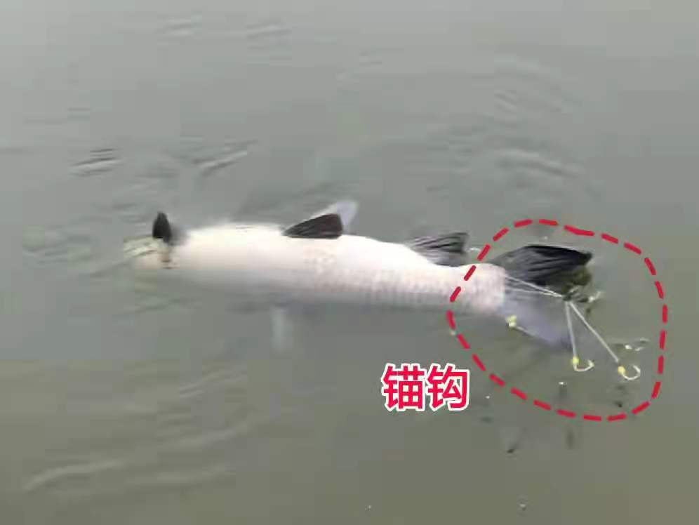 山東首禁：黑科技“滅絕式”暴力錨魚，可視錨魚器為何成為禁器？