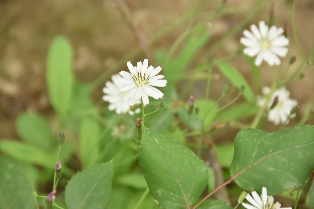 寻春丨 四川天府新区元音幼儿园组织踏春活动