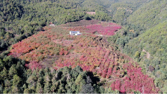 云南省宾川县：梨园冬景入韵来