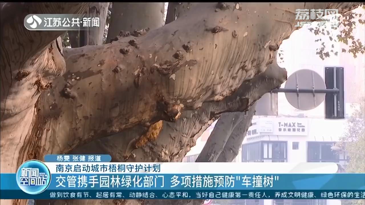 南京启动城市梧桐树守护计划 多项措施预防&ldquo;车撞树&rdquo;