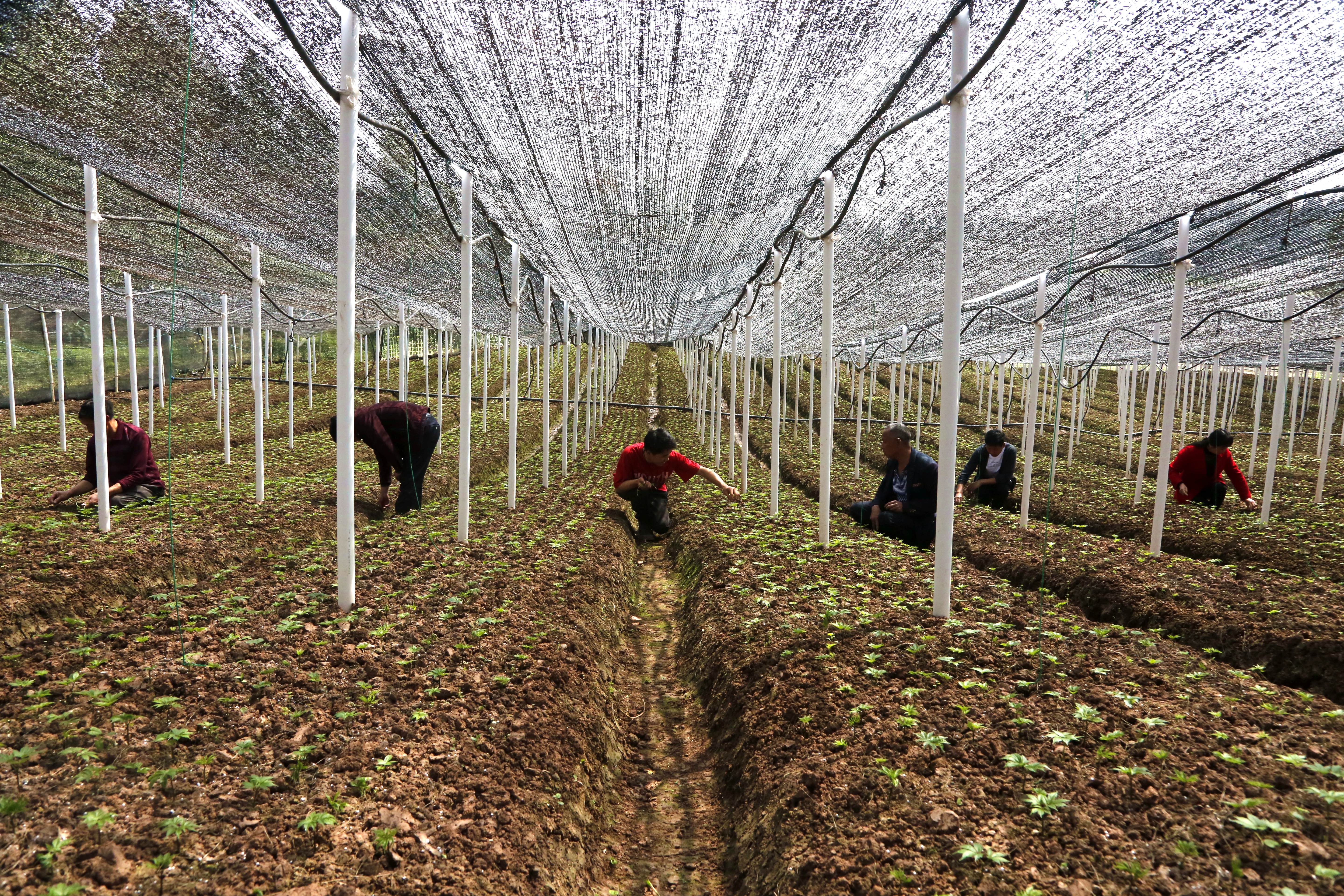 宝林镇杨家祠村建成"三七"种植基地