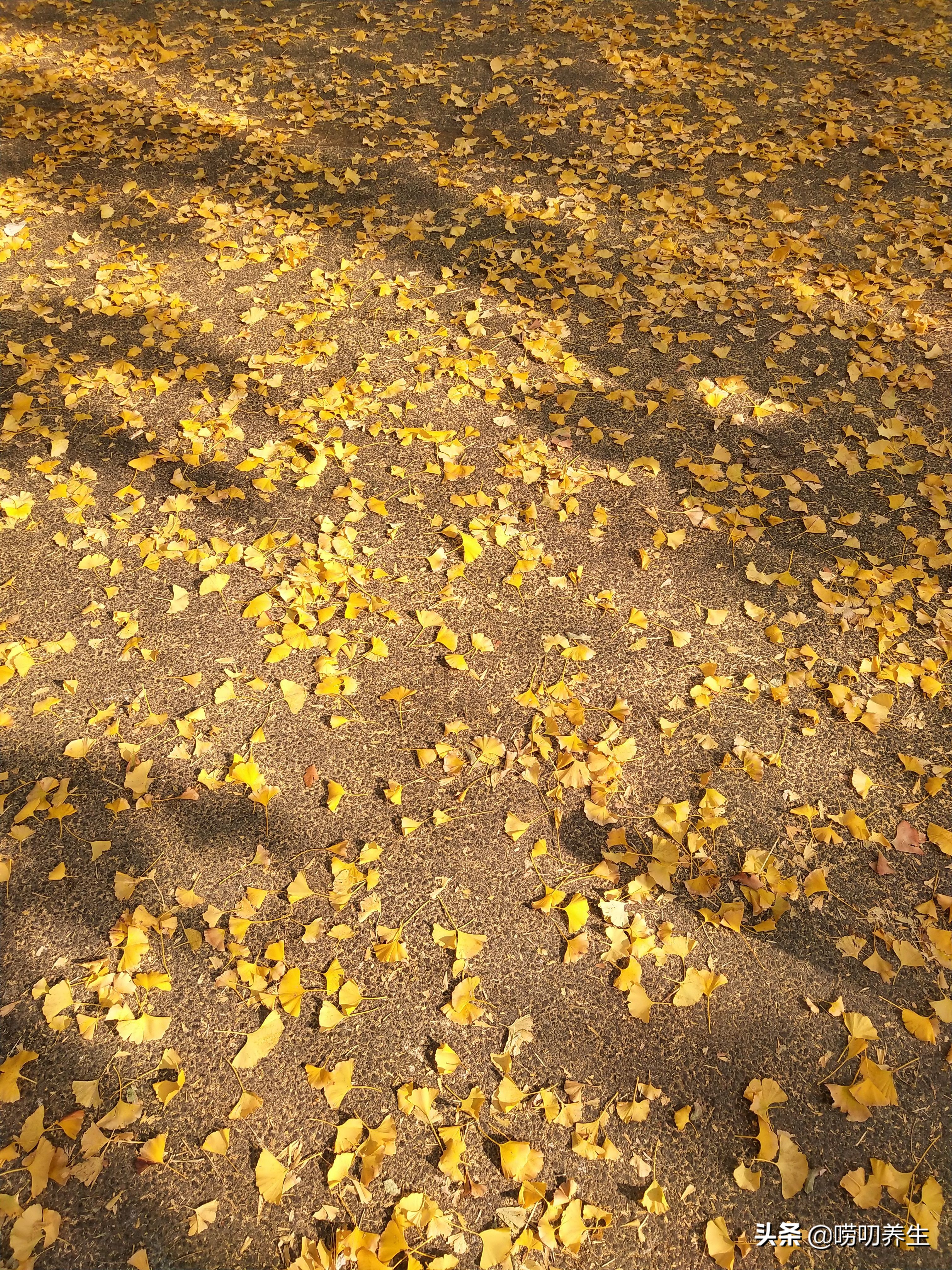 秋风扫落叶，最美八大关，我等到叶儿都落了