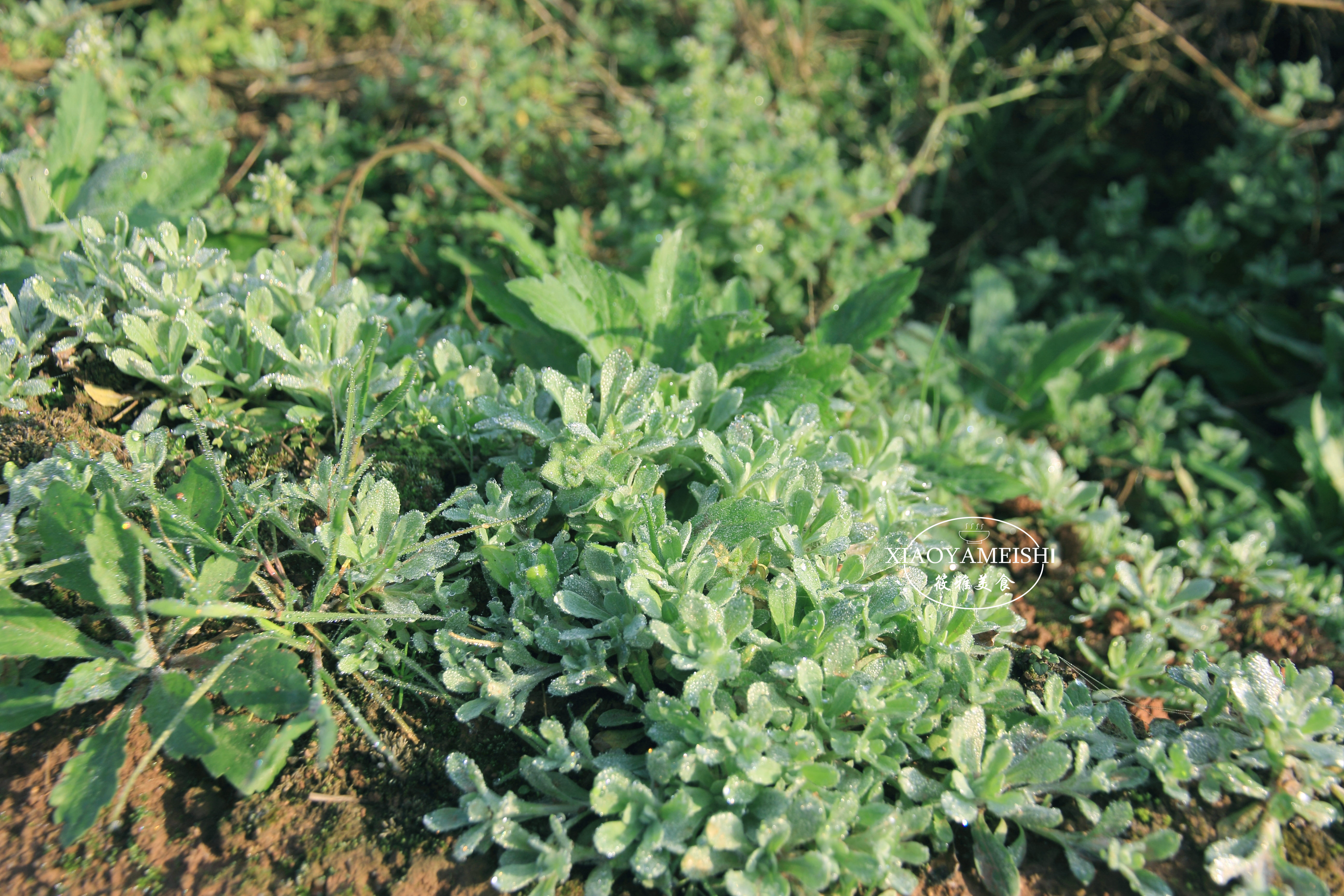 三月吃野菜正当时这10种春天野菜不要错过错过了要等一年