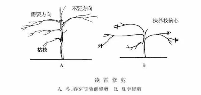 园林景观-乔木、灌木、藤本植物养护技术规范