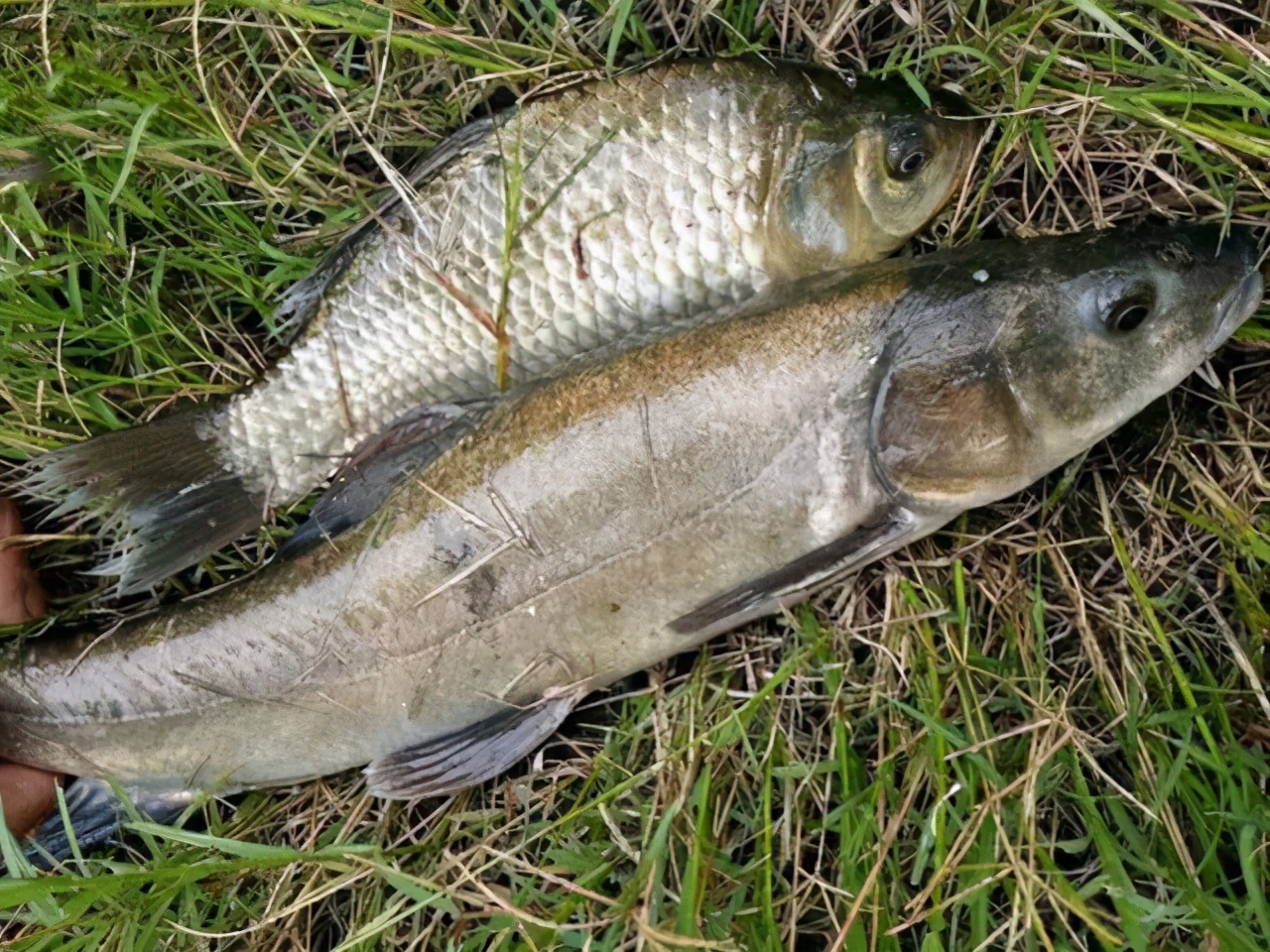 新疆大头鱼被疯狂捕捞如今全靠人工繁育