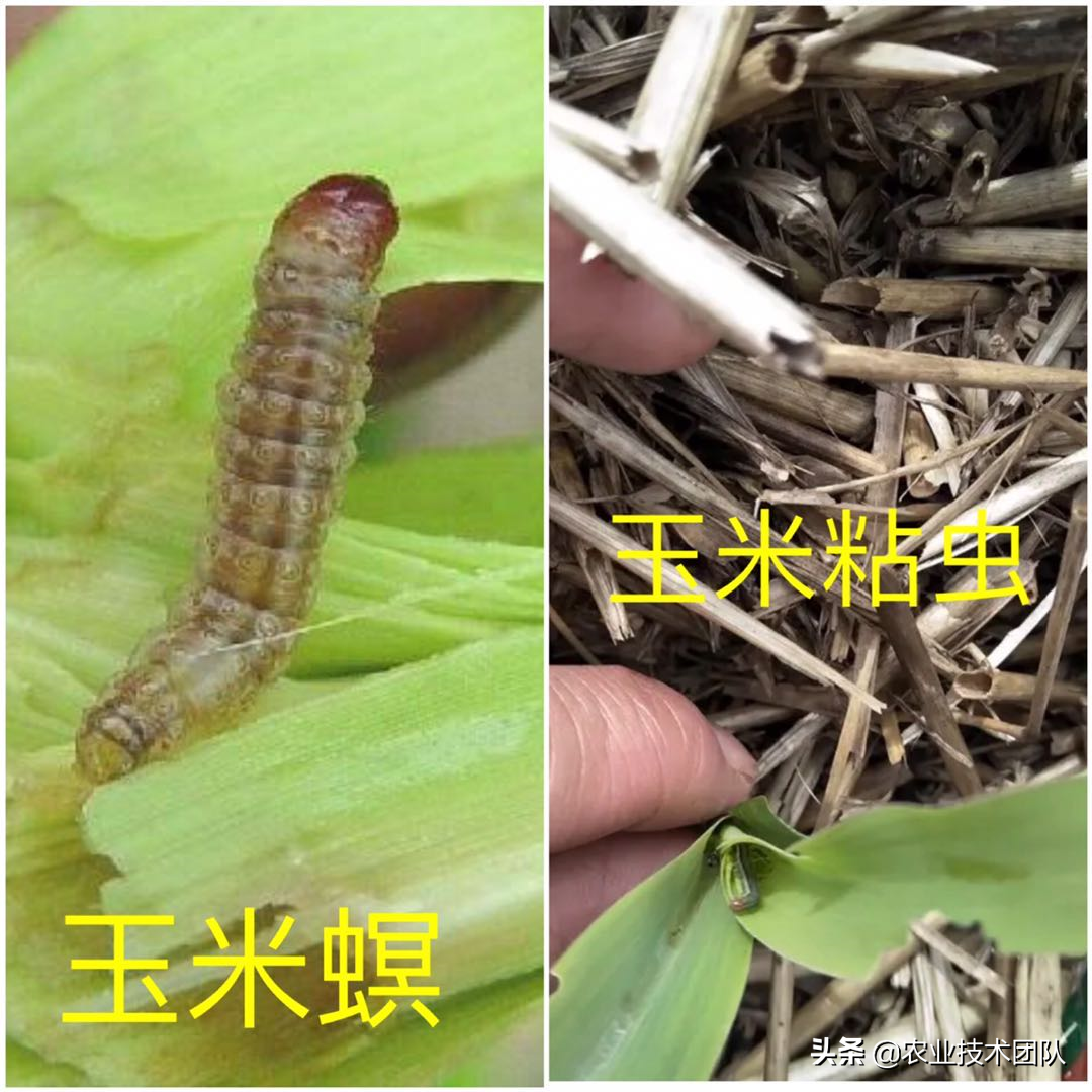 玉米螟和玉米粘虫成虫对比,是不一样的玉米粘虫和玉米螟是同一种害虫