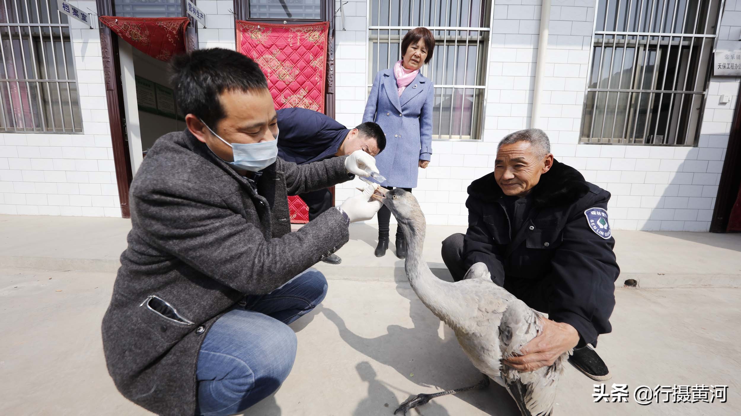 山西5旬农民麦田捡到长腿怪鸟，救助后被吓出一身冷汗，看啥情况