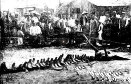 解读现代坠龙事件，真龙究竟是虚幻还是真有其事?