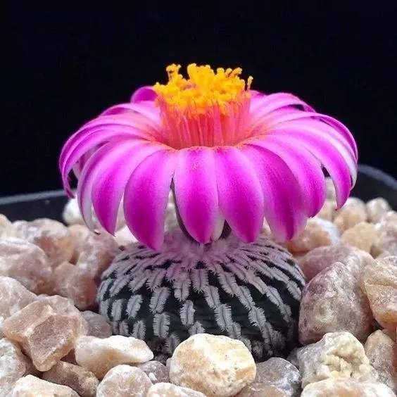 百年罕見仙人掌花，值得一看