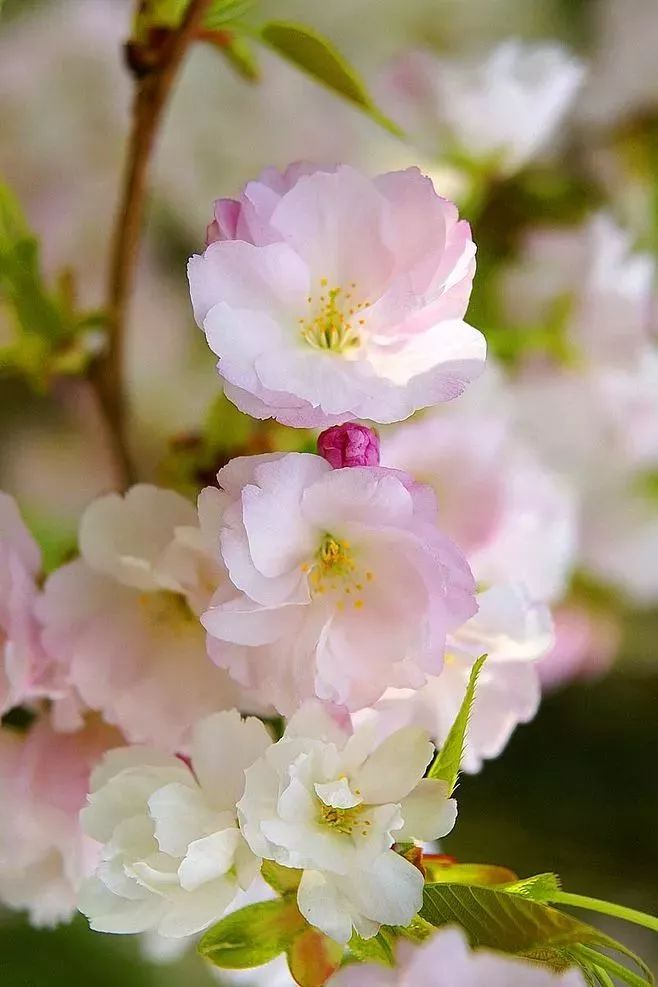 最美的花，开在唐诗宋词里，醉了整个春天-第21张图片-诗句网
