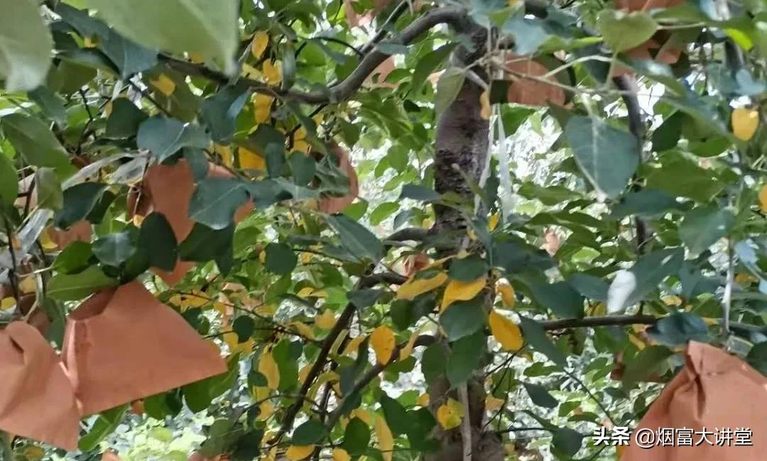 苹果套袋后果园出现黄化落叶怎么办?