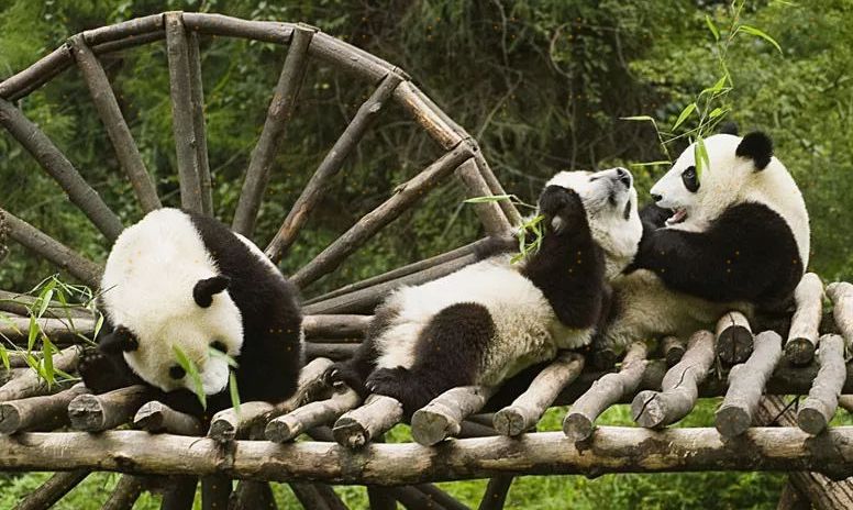 Giant pandas have no natural enemies and are closely protected by ...