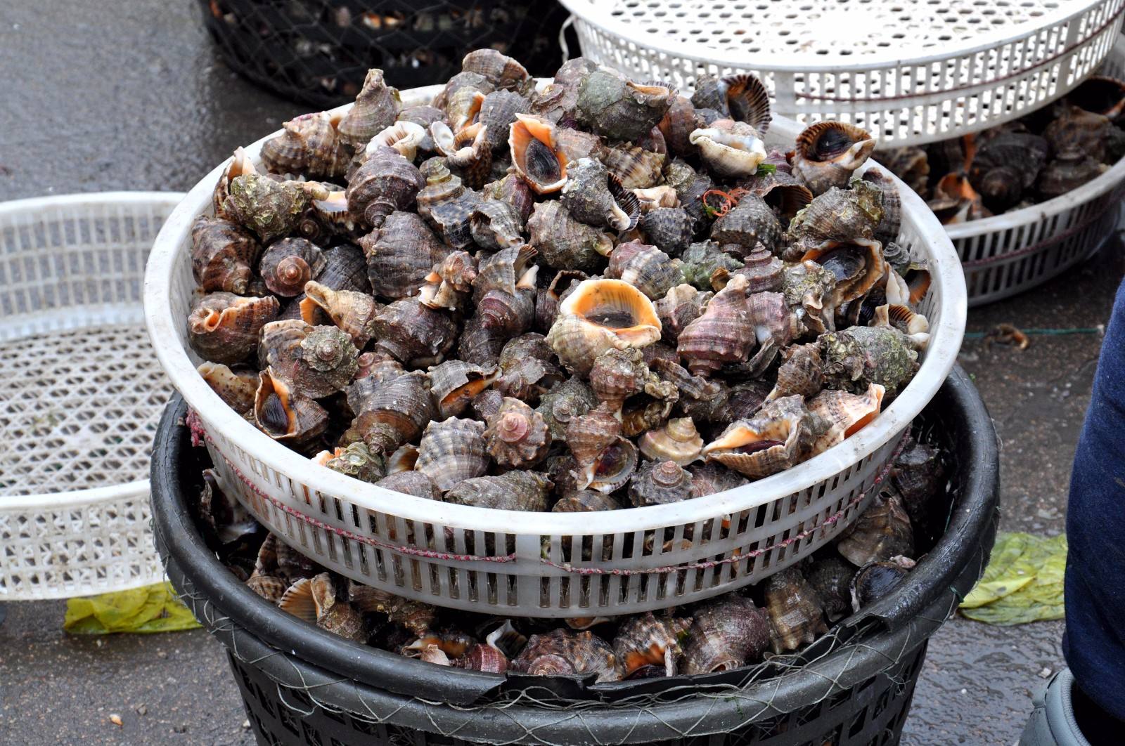 海螺的“尾部”到底是黄还是“屎”？很多人不