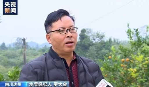 四川达州47万亩柑橘陆续成熟“经纪人”内联外引助力果农丰产增收