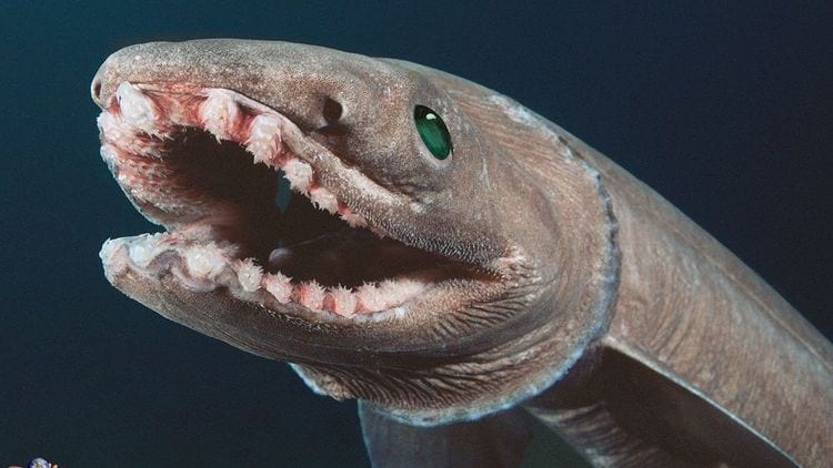 Star-nosed mole, frilled shark, sawfish-20 exotic animals that look ...