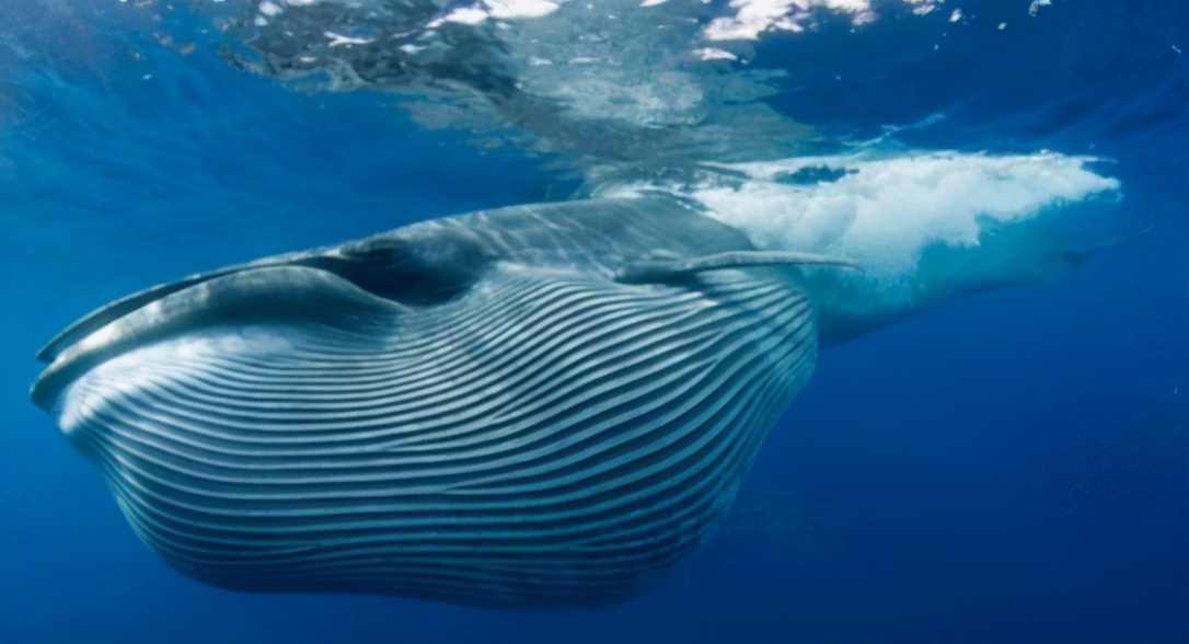 禁止捕鲸40年后，这种生物回到它的“故乡”，迅速成为海洋霸主