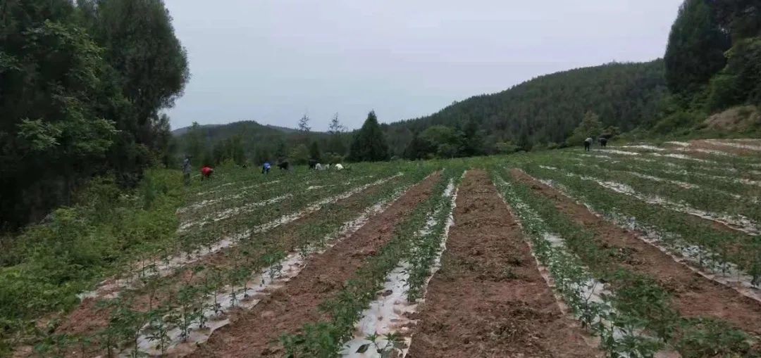 永泰镇一周工作动态及群众近期需关注事项