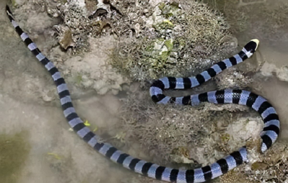 貝爾徹海蛇 世界上毒性最強的海蛇 但攻擊性較弱 來撒來撒來新疆 Mdeditor