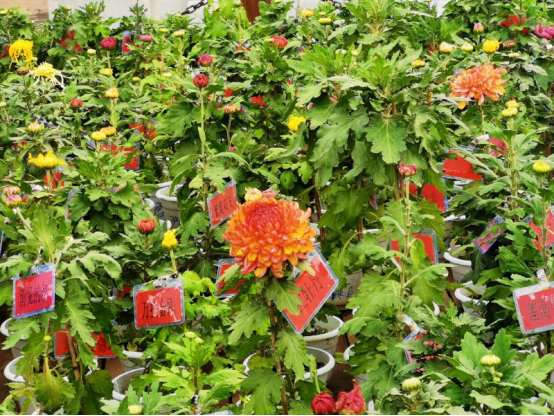 湖北省蔡甸区：金秋菊展 秋天最美的风景