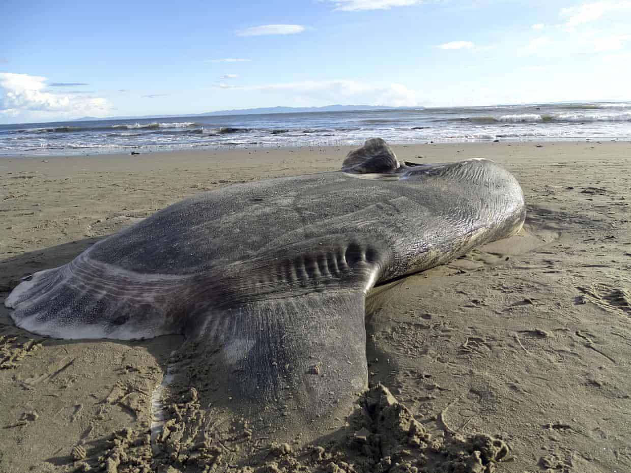 世界上最傻動物翻車魚，完全沒有自保能力，被海豹吃掉也無動于衷