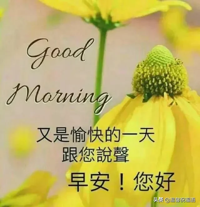新版|正月十四新版早安问候图片鲜花带字，微信很暖心早安问候语录