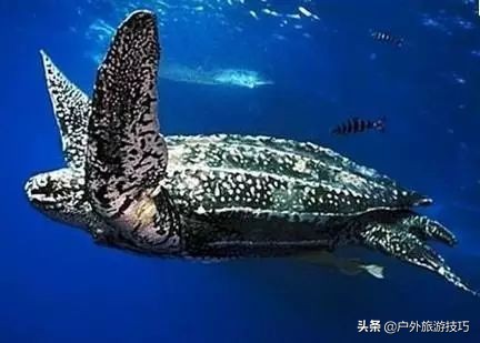 海洋探險知識：絕大部分人，對大海還一無所知，讀懂此文了解海洋