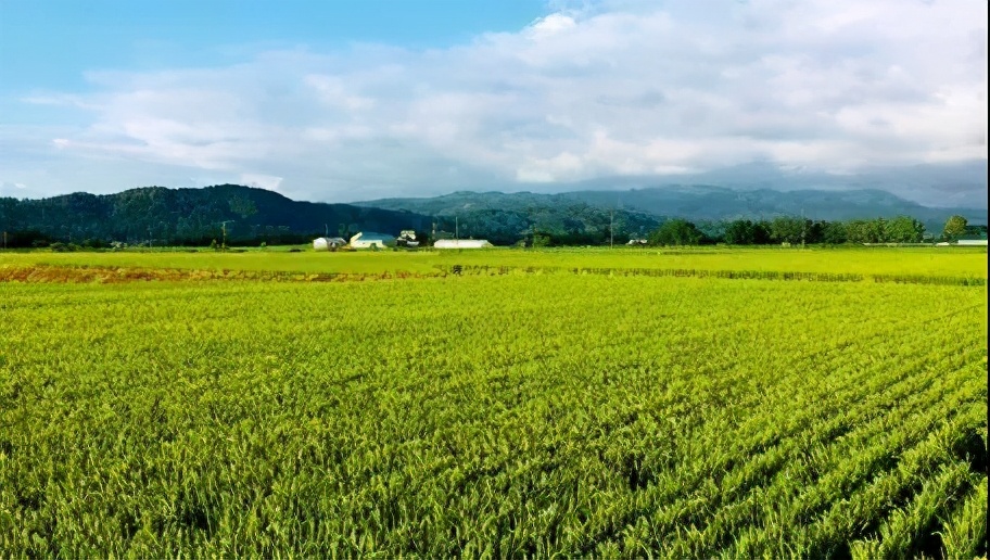 亚洲水稻家族成员——越南水稻