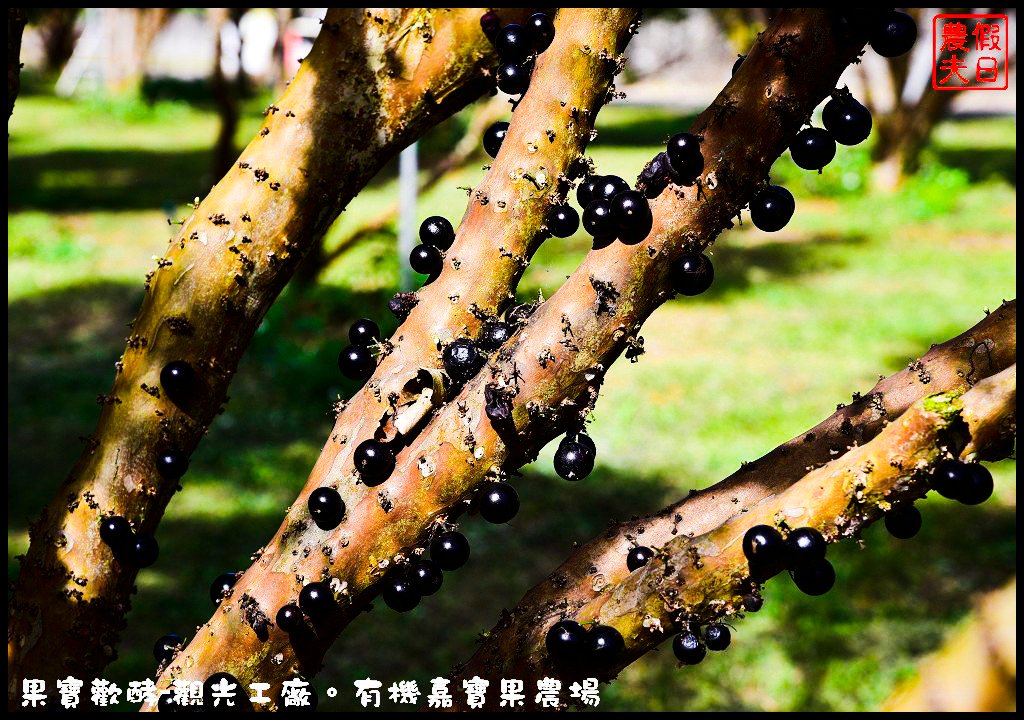 果宝欢酵观光工厂：用丰富体验呈现酵素背后的秘密