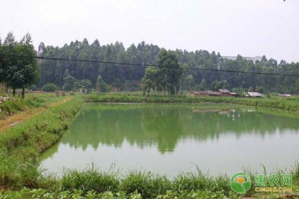 农乐生物 养殖池塘出现水体富营养化有哪些危害?如何防治?
