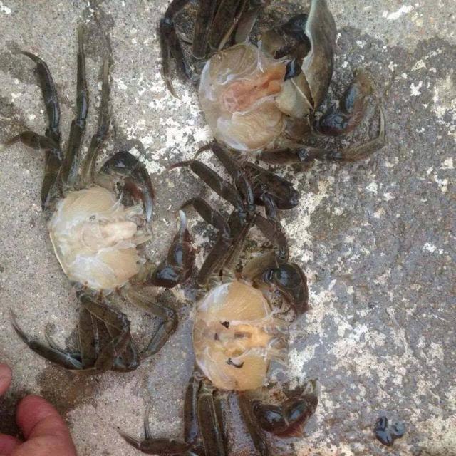 螃蟹出现肝胰腺萎缩怎么回事 螃蟹水瘪子病怎么治