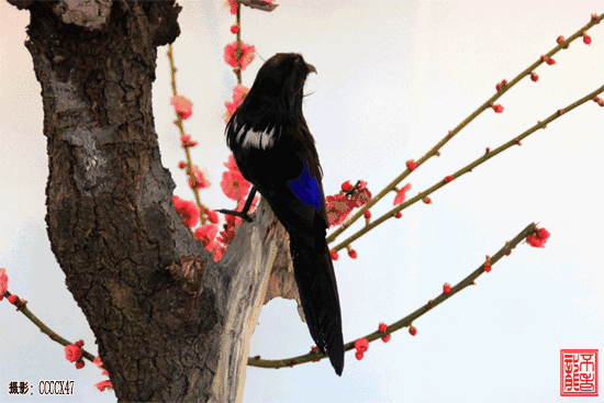 迎喜|大年初四迎喜神,吉祥喜鹊送给你 祝亲友一整年喜上眉梢喜事连连