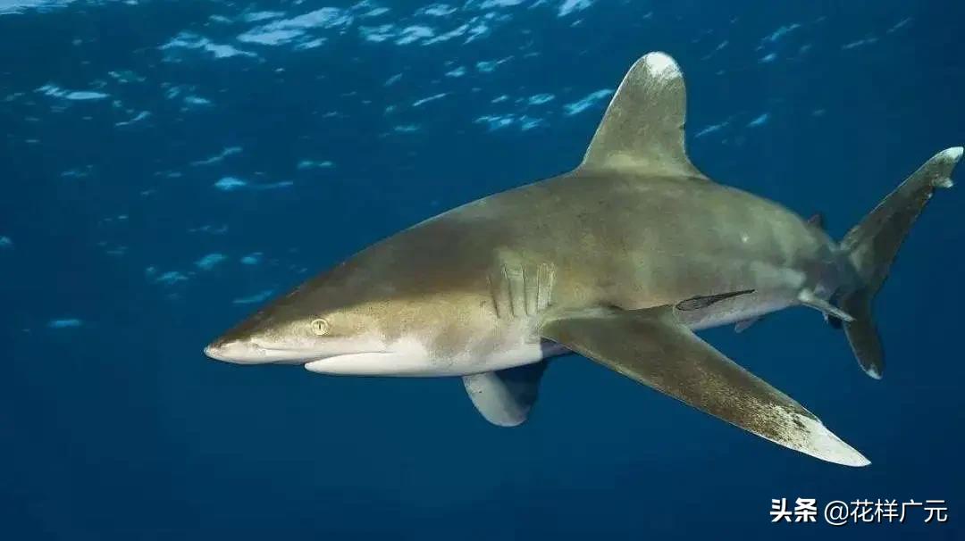 三齿鲨因第一背鳍和尾鳍上明显的白色尖端,所以又叫白鳍鲨.