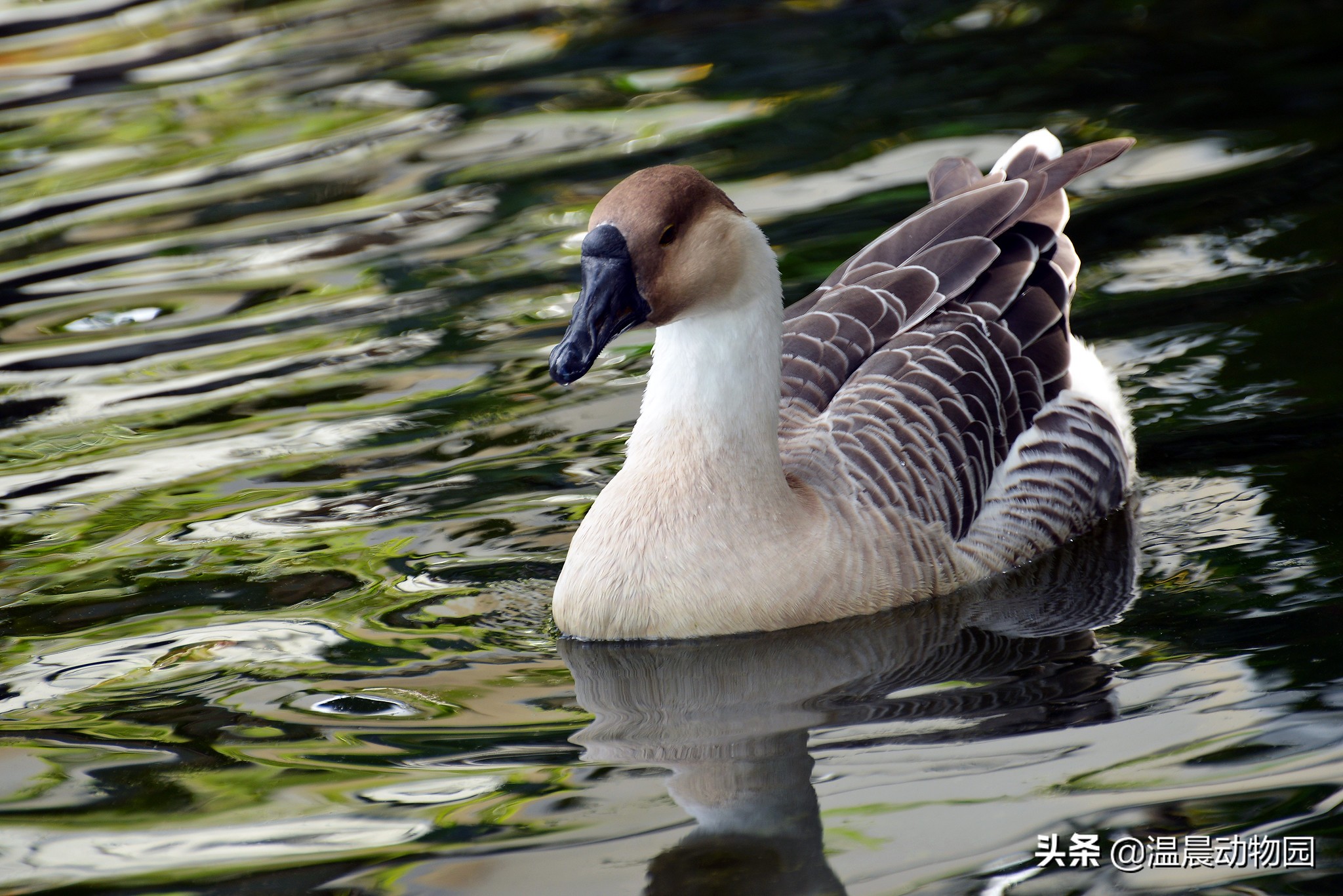 家禽的寻亲之旅：鸡鸭鹅的祖先们，至今还跟人类共同生活在地球上