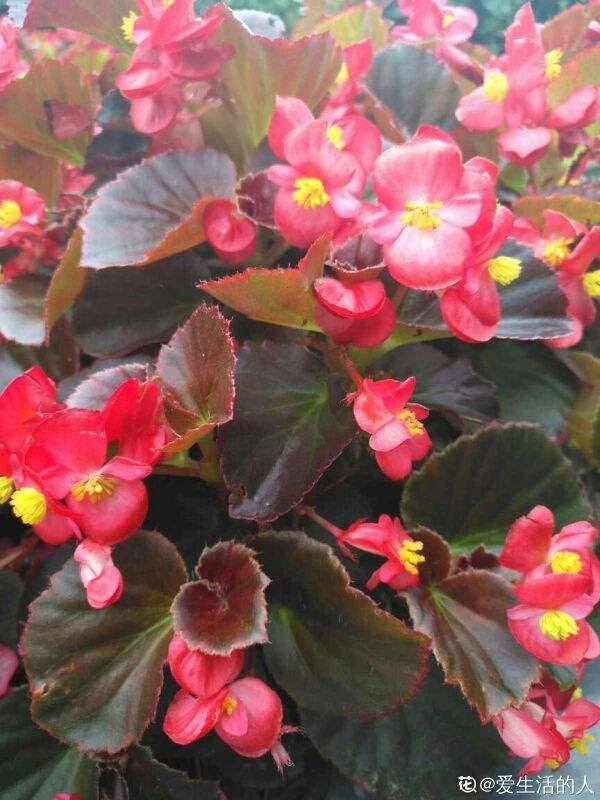 Plants that can bloom in all seasons, keep a pot at home, there are