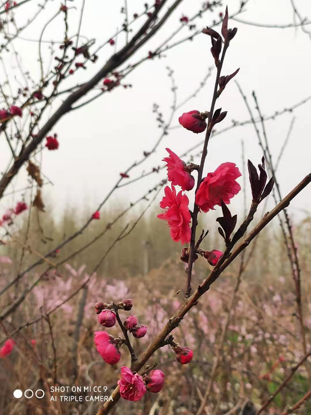 春花烂漫当时 白日不到处 青春恰自来 苔花如米小 也学牡丹开 心理之友携手走 Mdeditor