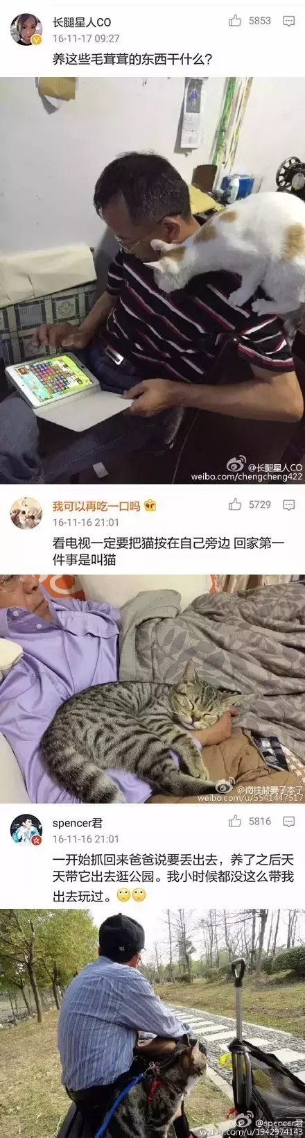 为什么很多父母反对孩子养猫？怎样说服他们？