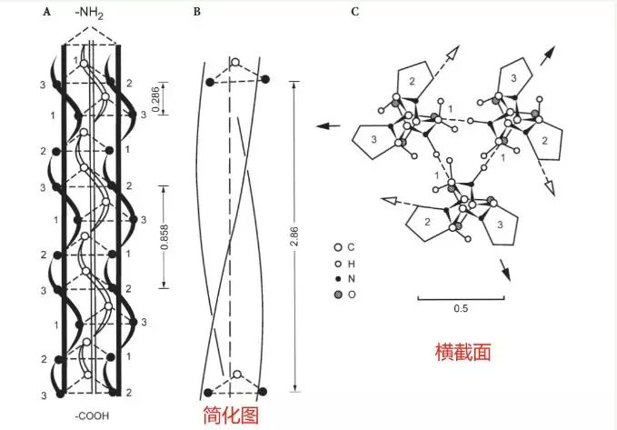 胶原蛋白：我们的误解真的很白痴