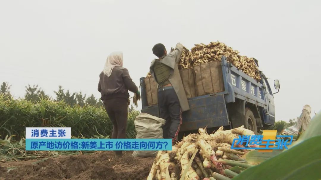 新姜收獲！有人整畝出售，有人窖里深藏，生姜價格走向何方？